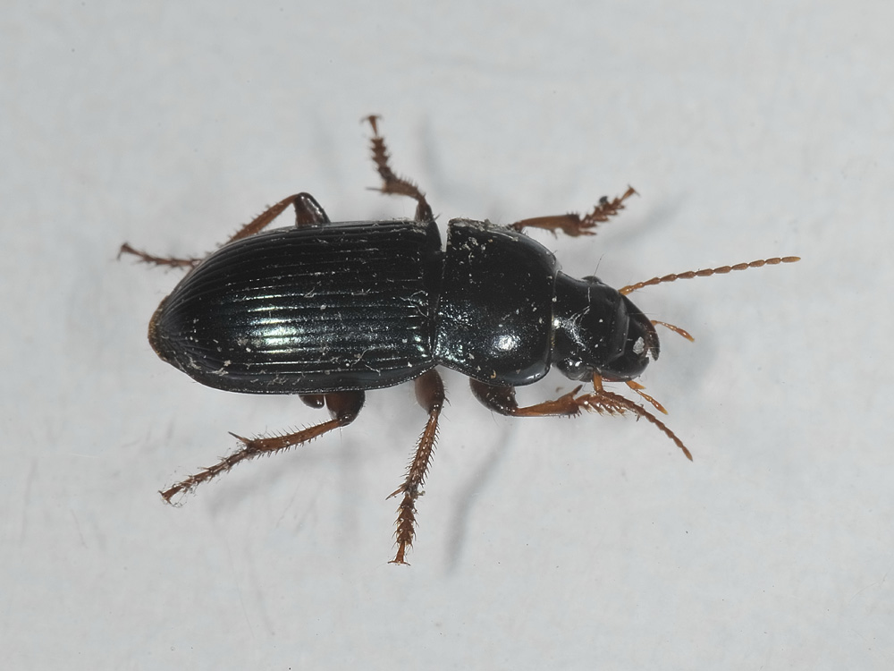 Carabidae: Harpalus rubripes